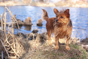 Funny Yorkshire Terrier stands on a knoll against the backdrop of water and looks away. Long brown dog hair and large ears. Horizontal.