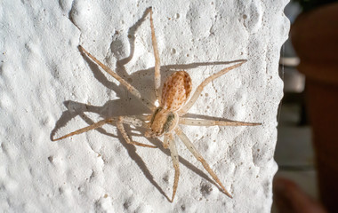 spider on wall