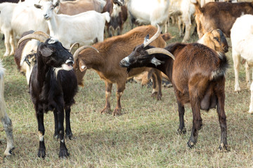 Sheep and goats graze on green grass in spring