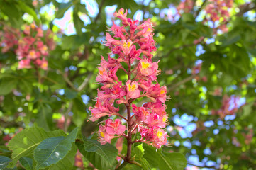 Rote Rosskastanienblüte