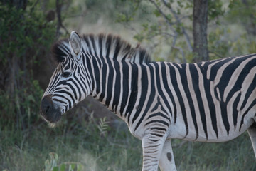 Fototapeta na wymiar Zebra (Equus equus) in the Timbavati Reserve,South Africa