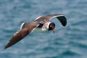 
Bird White-eyed gull in flight