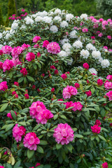 Fototapeta na wymiar Rhododendron in bloom with flowers. Azalea bushes in the park. A great decoration for any garden