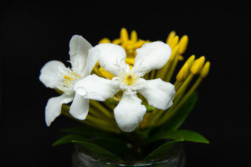 Fototapeta na wymiar Close up of Small White Flowers.