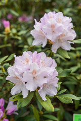 Rhododendron in bloom with flowers. Azalea bushes in the park. A great decoration for any garden