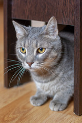 Obraz premium A beautiful gray cat is sitting quietly under a chair on the parquet floor. Yellow eyes and a long mustache. Shallow depth of field. Vertical.