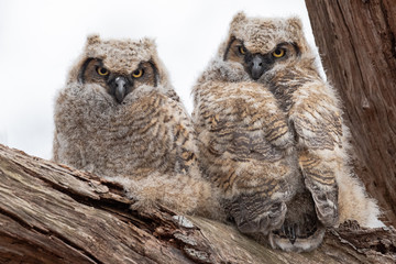 Closeup of a pair of Great Horned Owlet.