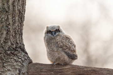 A Great Horned Owlet perched on a tree limb.
