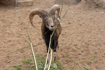 Mountain goat portrait. Goat with big horns