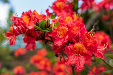Rhododendron in bloom with flowers. Azalea bushes in the park. A great decoration for any garden