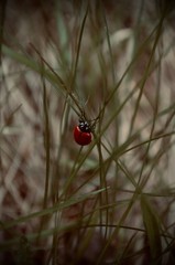 ladybird on a blade of grass