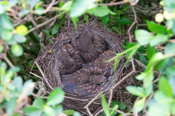 birds nest with young starlings in a hedge
