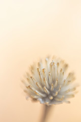 close up of a dandelion