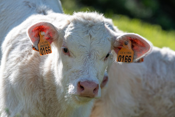 Obraz premium blonde d'Aquitaine calf in a meadow