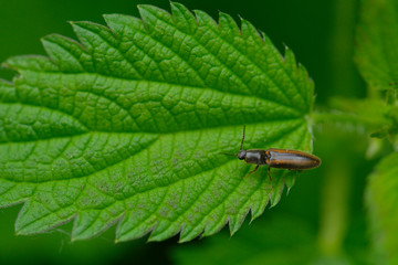 Gestreifter Forstschnellkäfer (Dalopius marginatus )