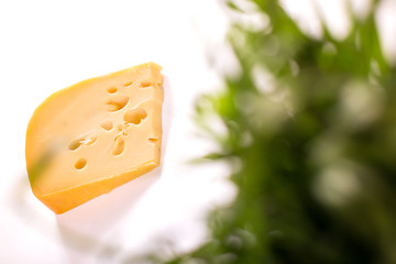 Cheese production. Cheese with green grass.