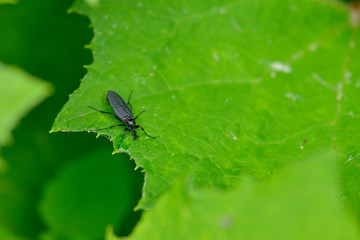 Weibchen der Märzfliege (Bibio marci)