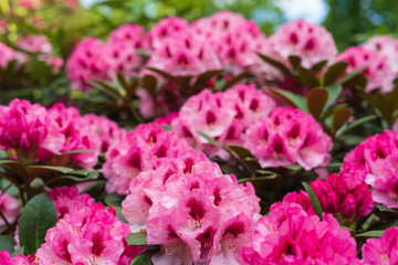 Rhododendron in bloom with flowers. Azalea bushes in the park. A great decoration for any garden