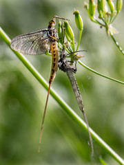 Mayfly waiting to rise