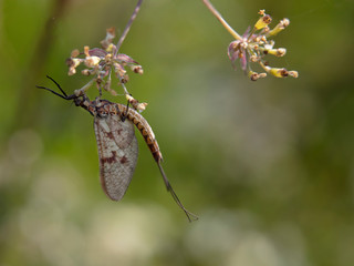 Mayfly waiting to rise