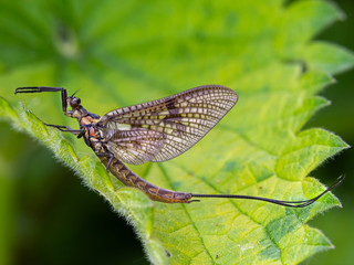 Mayfly waiting to rise