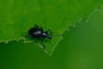 Schwarzer Birkenblattroller (Deporaus betulae)  auf einem Blatt