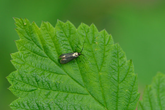 Weibchen der Grünen Langfühlermotte (Adela reaumurella)