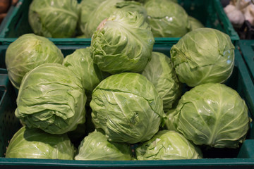Fototapeta premium Bunch of green fresh cabbage. Raw heads of young cabbage on supermarket shelf