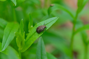 Gemeiner Pillenkäfer, Byrrhus pilula.