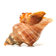 live conch on white background