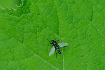 Männchen der Märzfliege (Bibio marci)