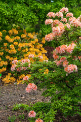 Rhododendron in bloom with flowers. Azalea bushes in the park. A great decoration for any garden