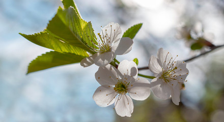 Blooming cherry on a background of blue sky with free space for writing text.