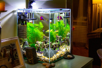 Aquarium with fish on a table. Nano Aquarium in the home interior. Light in the aquarium in the...