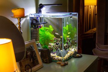 Aquarium with fish on a table. Nano Aquarium in the home interior. Light in the aquarium in the...