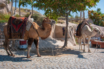 camels in the desert