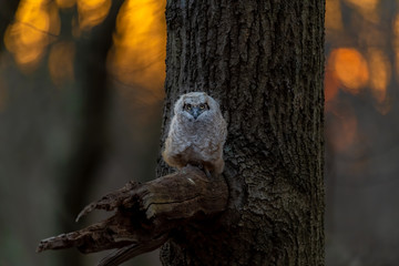 Fototapeta premium A Great Horned Owlet at sunset.