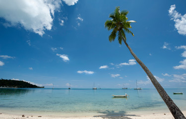 Boat harbor with palm tree, Moorea, French Polynesia