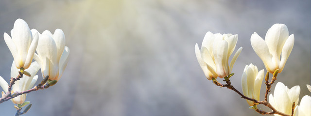 White magnolia flowers on a tree on gray background and the sun lights, closeup. Spring banner,...