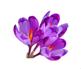 Spring flowers of crocus isolated on white background