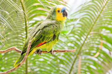 green winged macaw