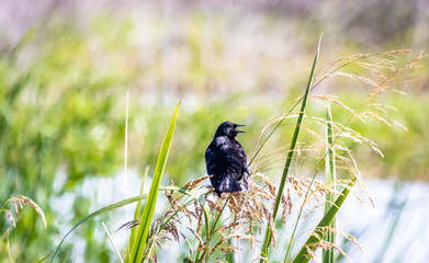 Boat tailed grackle sitting on reeds in Orlando wetlands in Florida.