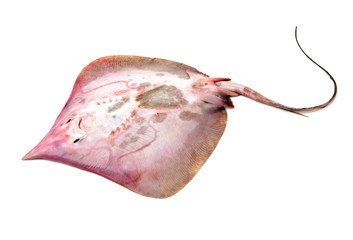 Fresh ray fish isolated on white background © zcy