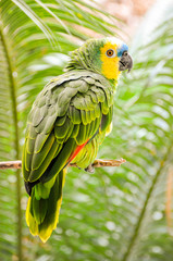 green winged macaw