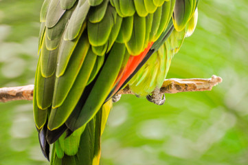 Obraz premium green winged macaw