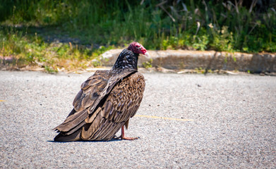 Turkey Vulture hunting on coastal roadway in Jeckle Island Resort in Georgia.