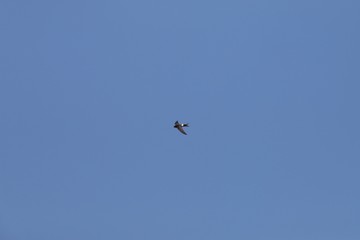 空飛ぶアマツバメ