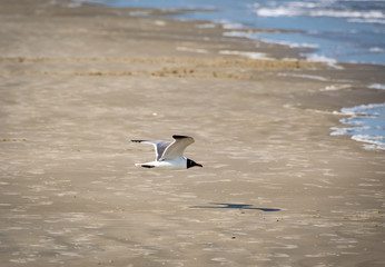 Fototapeta na wymiar Laughing Gulls hunting at ocean resort in Jeckle Island Georgia.