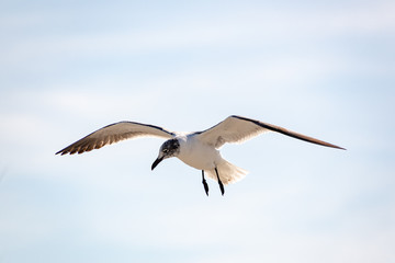 Laughing Gull flying over beach in Jeckle Island Georgia.