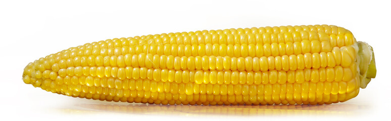 Fully open cob of fresh ripe corn on a white background